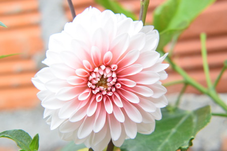 Pink dahlia flowerの写真素材
