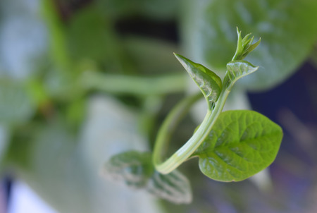 Green leave Climbing plant
