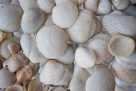 Sea shellsの写真素材