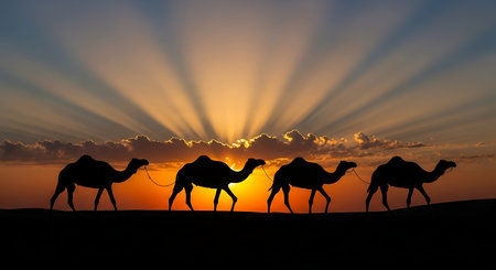 Silhouette of a group of camels against the setting sunの素材