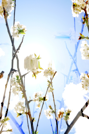 Reflect flowerの写真素材