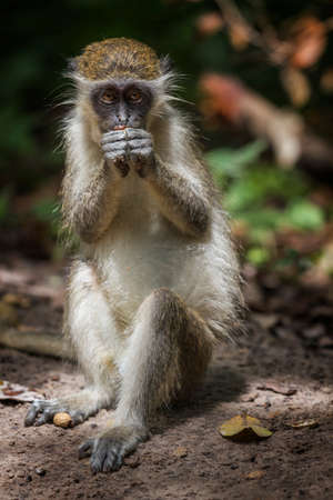 Monkey portrait, in a park of Senegal, Africa.の写真素材
