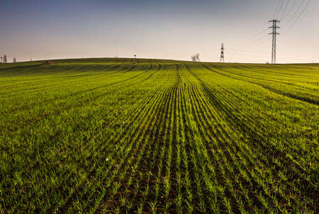 A green grass meadow, under blue sky.の写真素材