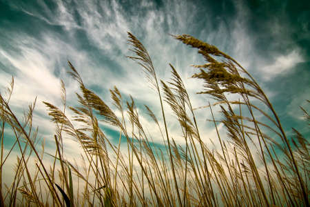Detail of some plants over cloudy sky.の写真素材