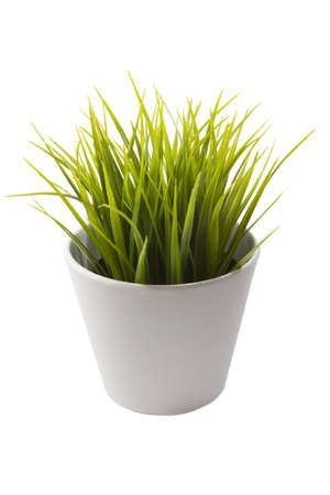 White flowerpot with beautiful and fresh green plant.の写真素材