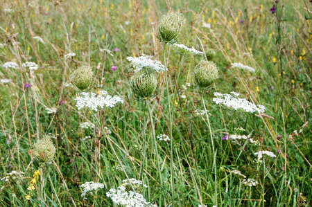 Wildflowers in the northwest field. Russiaの写真素材