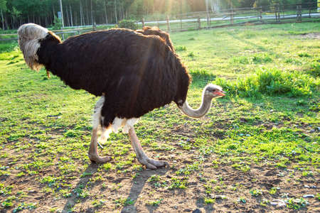 Big ostrich in the park
