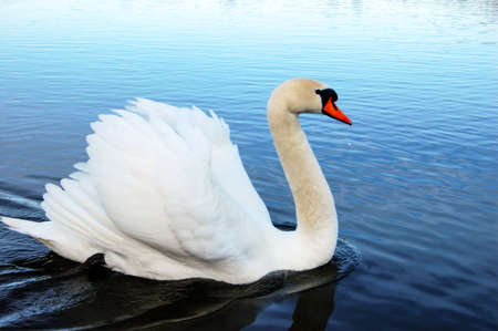 White Swan on the lakeの写真素材