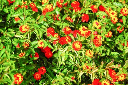 Flower backgroundの写真素材