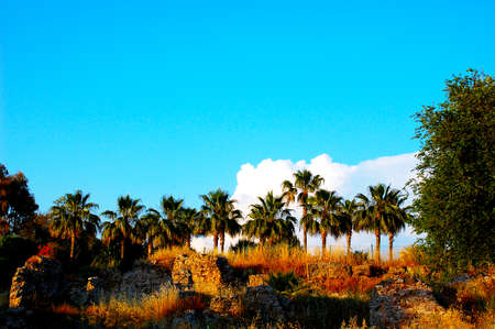 Palm grove in the ruins of the ancient cityの写真素材
