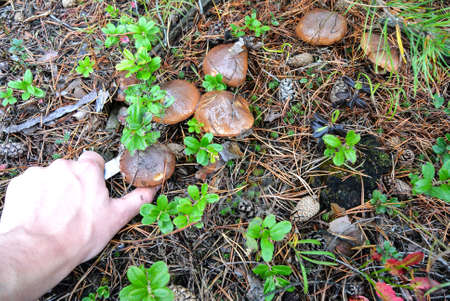 Man's hand with a knife cuts mushroomsの写真素材