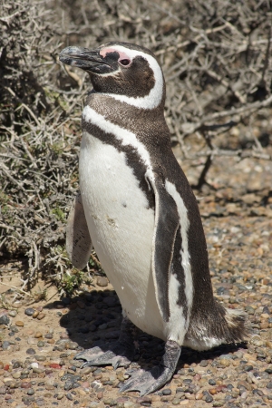 Magellanic Penguin, Punta Tombo, Argentinaの写真素材