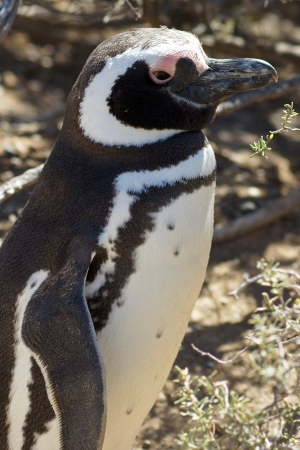 Magellanic Penguin, Punta Tombo, Argentinaの写真素材