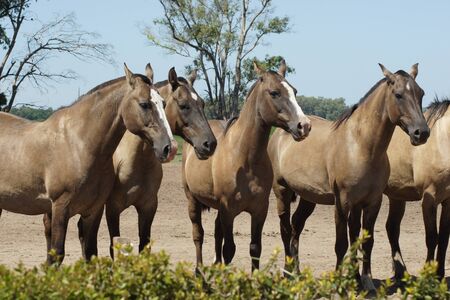 Argentinian Horses, Pampa, Argentinaの写真素材