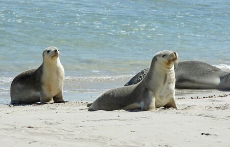 Seals colony on Seal Bay, Kangaroo Island, South Australia