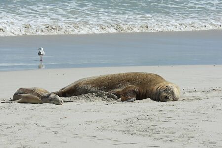 Seals colony on Seal Bay, Kangaroo Island, South Australiaの写真素材