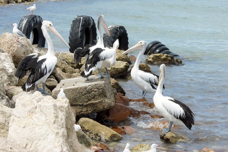 Australian Pelican, Emu Bay, Kangaroo Island, South Australiaの写真素材