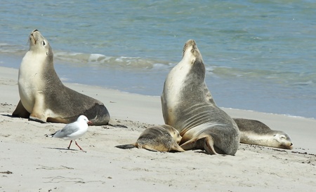 Seals colony on Seal Bay, Kangaroo Island, South Australiaの写真素材