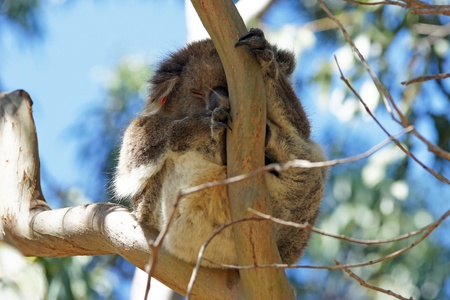 Sleeping Koala in a blue gum tree, Kangaroo Island, Australiaの写真素材