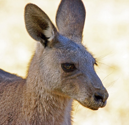 Great Grey Kangaroo, Grampians, Australia  の写真素材