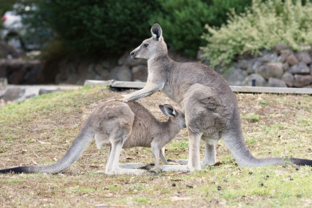 Great Grey Kangaroo, Grampians National Park, Australiaの写真素材