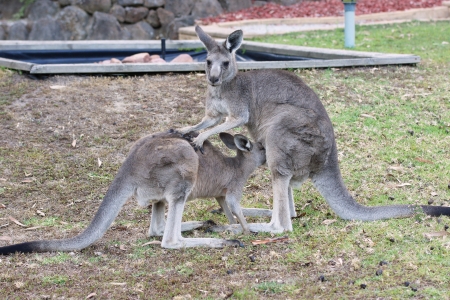 Great Grey Kangaroo, Grampians National Park, Australia   の写真素材