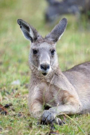Great Grey Kangaroo, Grampians National Park, Australiaの写真素材