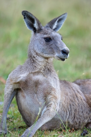 Great Grey Kangaroo, Grampians National Park, Australiaの写真素材