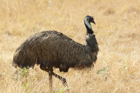 Emu, Tasmania, Australiaの写真素材