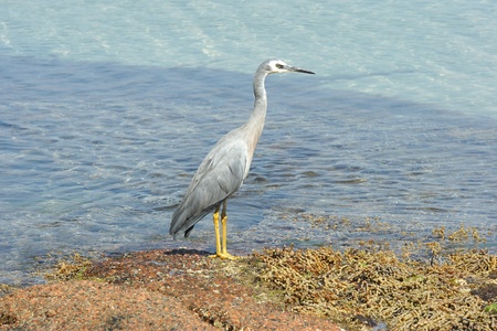White-faced Heron, Freycinet National Park, Tasmania, Australiaの写真素材