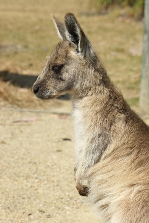 Young Great Grey Kangaroo, Freycinet National Park, Tasmania, Australiaの写真素材