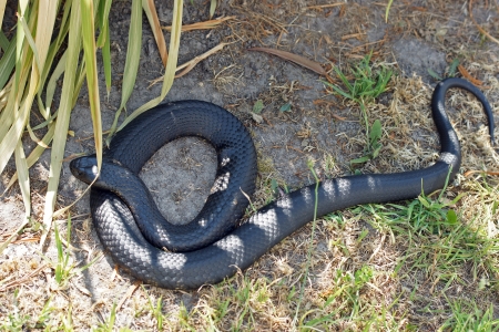 Tiger Snake, Tasmania, Australia        の写真素材