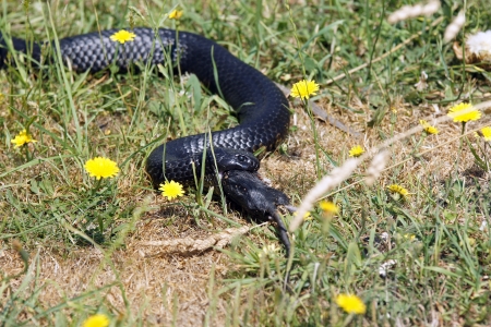 Tiger Snake, Tasmania, Australia        の写真素材