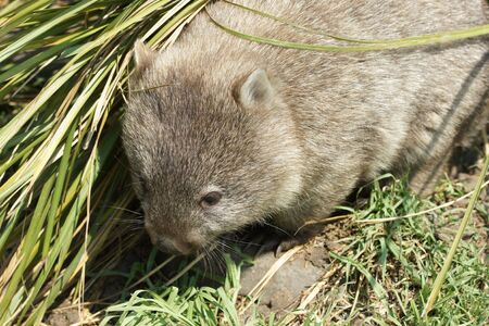Wombat, Freycinet National Park, Tasmania, Australia の写真素材