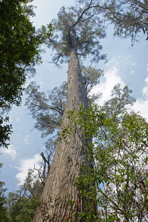 Evercreech Forest Reserve, which is famous for the biggest white gums of the world  Tasmania, Australiaの写真素材