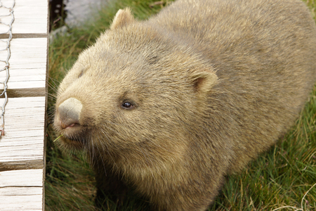 Wombat, Cradle Mountain National Park, Tasmania, Australiaの写真素材