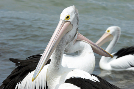 Australian Pelican, Emu Bay, Kangaroo Island, Australia の写真素材