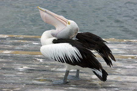 Australian Pelican, Emu Bay, Kangaroo Island, Australiaの写真素材