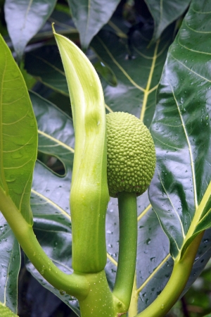 Fruit and leafs of the breadfruit tree, Caribbeanの写真素材