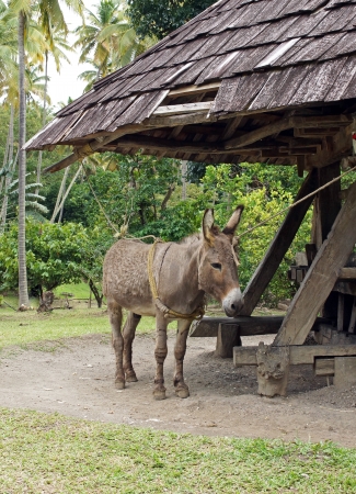 Donkey working on a historic cane mill, Saint Lucia, Caribbeanの写真素材
