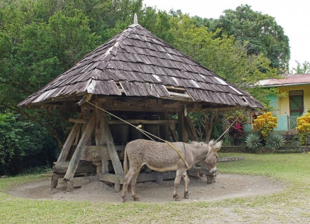 Donkey working on a historic cane mill, Saint Lucia, Caribbeanの写真素材