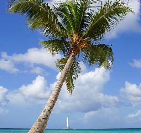Coconut tree on caribbean beach, Dominican Republicの写真素材