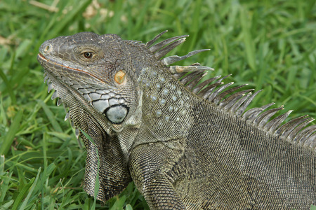 Green Iguana, typical animal of Aruba, ABC Islandsの写真素材