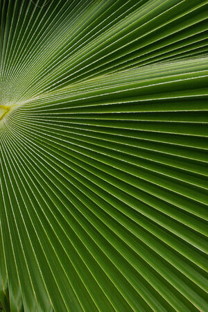 Leave of a palm tree, Caribbean               の写真素材
