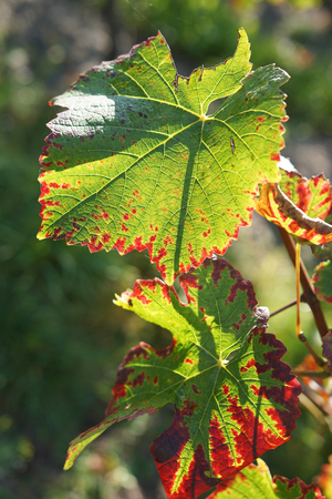 Colourful leafs in the automnの写真素材