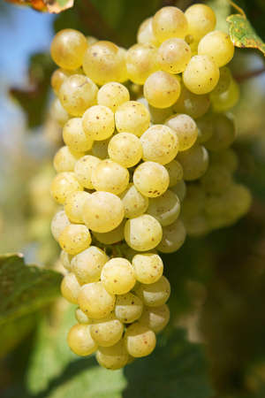 Bunch of grapes in the autumn, Moselleの写真素材