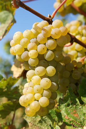 Bunch of grapes in the autumn, Moselleの写真素材