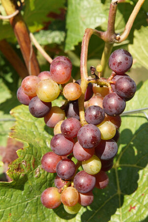 Bunch of grapes in the autumn, Moselleの写真素材