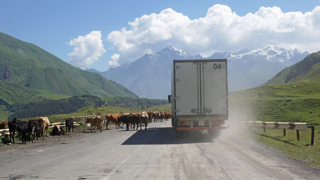 Animal obstacles on the Georgian Military Road, Georgia, Europeのeditorial素材