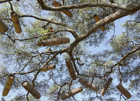 Acacia with beehives, Great Rift Valley, Ethiopia, Africaの写真素材